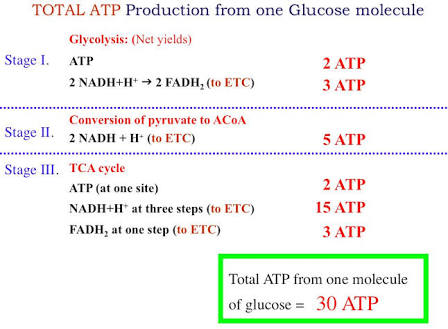 TOTAL ATP Production from one Glucose molecule Stage I. Glycolysis: (Net yields) ATP 2 NADH+H+ + 2 FADH, (to ETC) 2 ATP 3 ATP