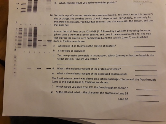 Betergents h. What chemical would you add to refold this protein? 16. You wish to purify a novel protein from mammalian cells