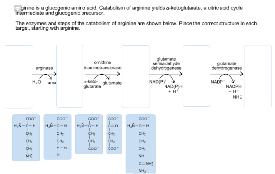 ginine is a glucogenic amino acid. Catabolism of a