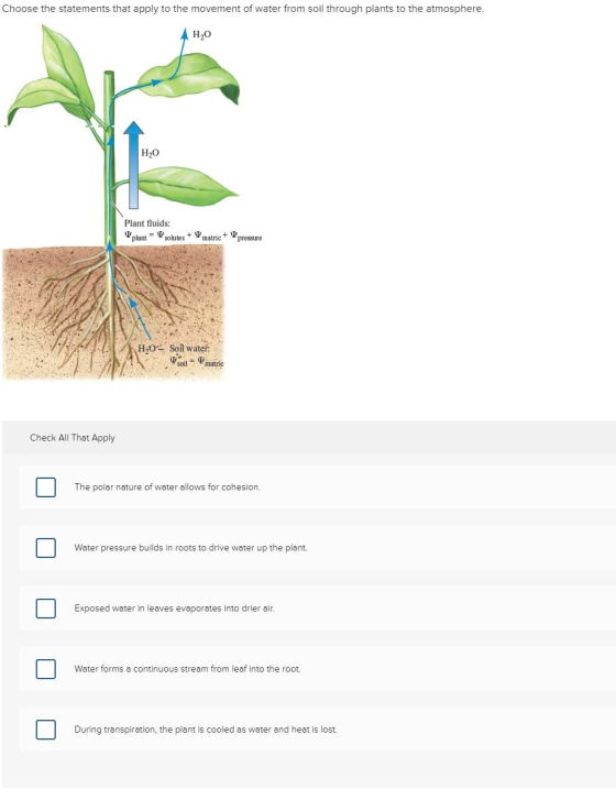 Choose the statements that apply to the movement of water from soil through plants to the atmosphere. A HO HO Plant fluids: p