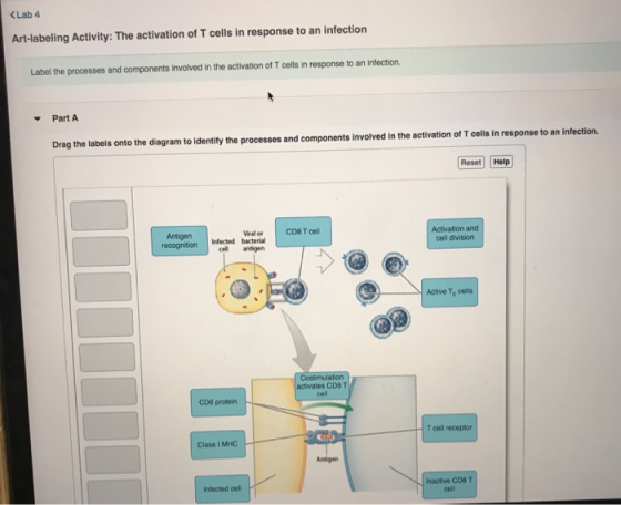 <Lab 4 Art-labeling Activity: The activation of T cells in response to an infection Label the processes and components involv