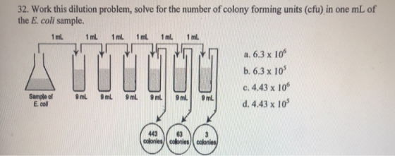 32. Work this dilution problem, solve for the number of colony forming units (cfu) in one mL of the E. coli sample. ml 1 ml.