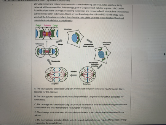 ako 28. Golgi membrane network is dynamically controlled during cell cycle. Alter anaphase, Golg network will be reassembled,
