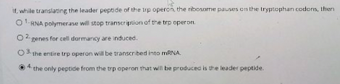 V while translating the leader peptide of the tip operon the ribosome pauses on the tryptophan codons, then O RNA polymerase