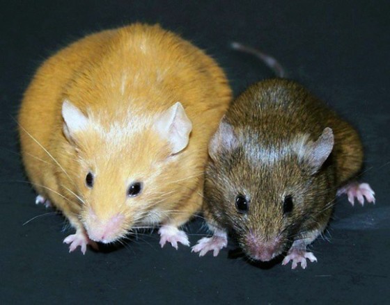 Agouti Mouse: Transgenerational Epigenetic Inheritance