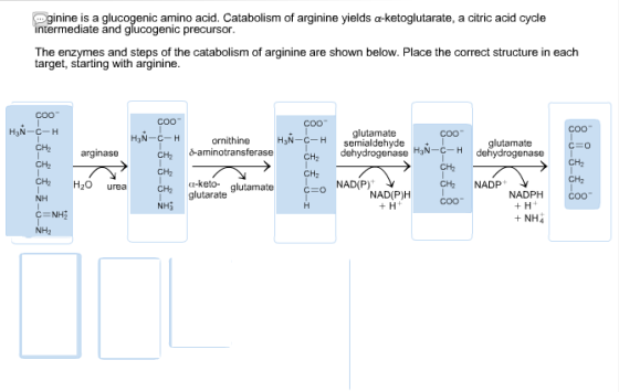 ginine is a glucogenic amino acid. Catabolism of arginine yields a-ketoglutarate, a citric acid cycle ntermediate and glucogenic precursor target, starting with arginine The s and steps of the catabolism of arginine are shown below. Place the correct structure in each Coo coo glutamate semialdehyde H3N-C-H ornithine 6-aminotransferase glutamat dehydrogenase 0% dehydrogenase HaN_C_H CH2 NAD(P) PJH COO NAD CH2 arginase CH CH2 CH2 NADP+ CHz CH2 H20 urea a-keto- glutamate glutarate , CH2 NADPH coo + H + NHA NH NH? NH2 NH2