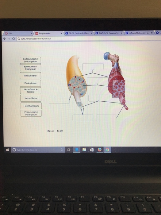 O Files x M Assignment 4 Nerve fibers O Type here to search Zoom ch 12 Flashcards loui x XQ ABP Ch 12 Nerveus B ellenes Flashcards IQu X