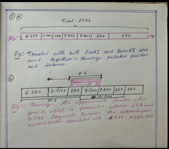 Total - 29 kb 326 6.2kb | 2.9kb|2kb/3.5k0 | 7.4kb | 2Kb 6 kb Fig:- Treated with both EcoRI and BamH I are used together:- Sho