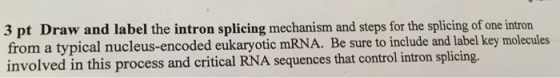 Draw and label the intron splicing mechanism and s