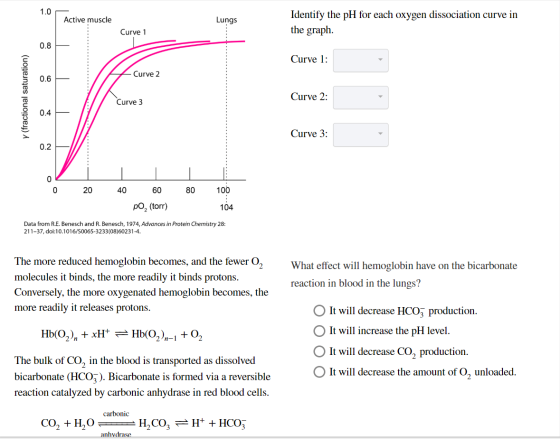 1.0 Identify the pH for each oxygen dissociation curve in the graph Active muscle Lungs Curve 1 0.8 Curve 1 Curve 2 0.6 Curve