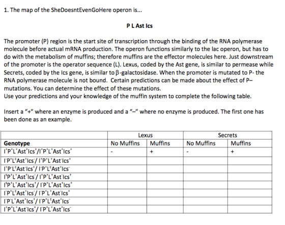 1. The map of the SheDoesntEvenGoHere operon is... P LAst Ics The promoter (P) region is the start site of transcription through the binding of the RNA polymerase molecule before actual mRNA production. The operon functions similarly to the lac operon, but has to do with the metabolism of muffins; therefore muffins are the effector molecules here. Just downstream of the promoter is the operator sequence (L). Lexus, coded by the Ast gene, is similar to permease while Secrets, coded by the ics gene, is similar to β-galactosidase, when the promoter is mutated to P-the RNA polymerase molecule is not bound. Certain predictions can be made about the effect of P mutations. You can determine the effect of these mutations. Use your predictions and your knowledge of the muffin system to complete the following table. where no enzyme is produced. The first one has Insert a+ where an enzyme is produced and a been done as an example. Lexus Secrets Genotype No Muffins Muffins No Muffins Muffins 「P+ LAst, lcs/ IP, LAstics PLAstIcs/IPLAstIcs IPLAstIcs/IPLAstIcs