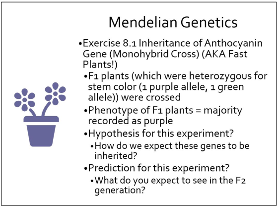 Mendelian Genetics • Exercise 8.1 Inheritance of Anthocyanin Gene (Monohybrid Cross) (AKA Fast Plants!) •Fı plants (which wer