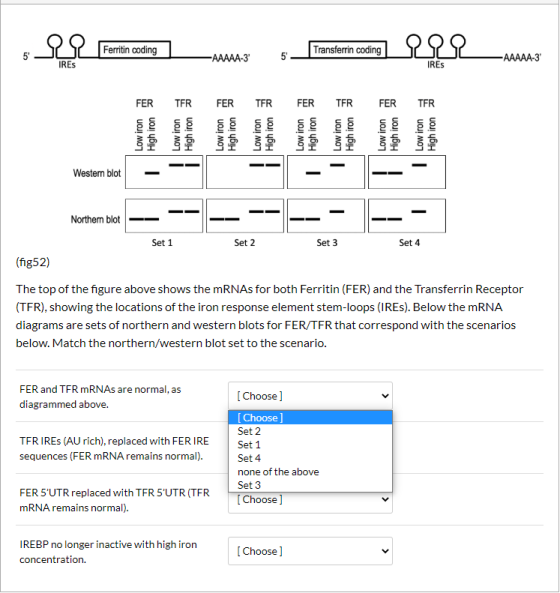 Ferritin coding Transferrin coding 222 in -AAAAA-3 5 -AAAAA-3 IRES IRES FER TFR FER TFR FER TFR FER TFR Low iron High iron Lo