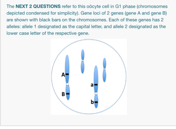 The NEXT 2 QUESTIONS refer to this oocyte cell in G1 phase (chromosomes depicted condensed for simplicity). Gene loci of 2 ge