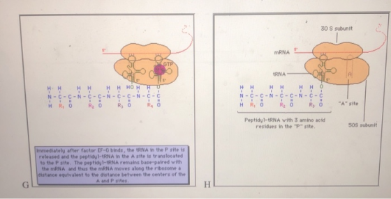 30 S subunit mRNA tRNA H H HH HH 0 H H H H H H HŨ H H 0 N-C-C-N-C-C-N-C-C-N-C-C Ý ß o R o B RO N-C-C-N-C-C-N-C-C HR, OR 0 R