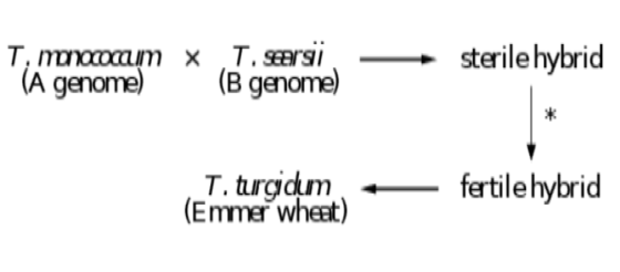 Timoracam X (A genome) Ticarsi (B genome) sterile hybrid 1. turgidum (Emmer wheat) fertile hybrid