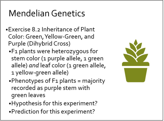 Mendelian Genetics • Exercise 8.2 Inheritance of Plant Color: Green, Yellow-Green, and Purple (Dihybrid Cross) •F1 plants wer