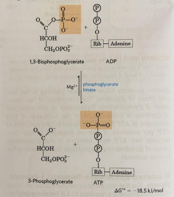 O o-po HCOH CH,OPOZ Rib Adenine 1,3-Bisphosphoglycerate ADP Mg2+ phosphoglycerate kinase 0-P=0 oo HCOH CH,OPOS Rib Adenine 3-