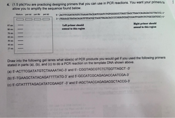 4. (1.5 pts)You are practicing designing primers that you can use in PCR reactions. You want your primers to allow you to amp