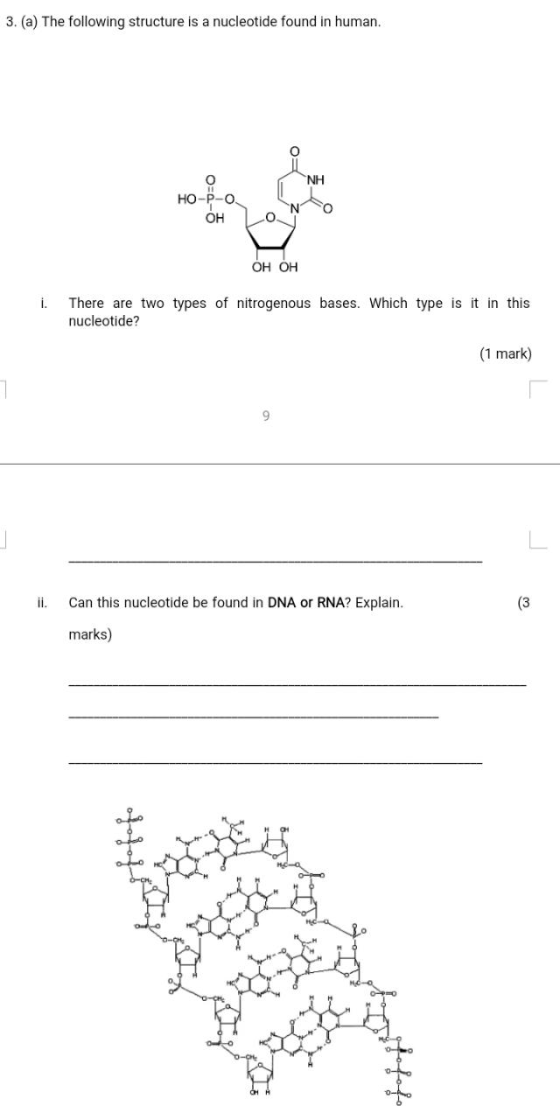 3. (a) The following structure is a nucleotide found in human. HO-P-O он о No ОН ОН I. There are two types of nitrogenous bas