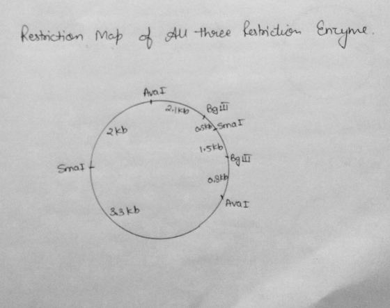 Restriction map of All three Restriction Encyme. Avai 2.1kb) BOLLI 2 kb asko smat 1.5kb) 1ва ш Smalt og by Avar 33kb