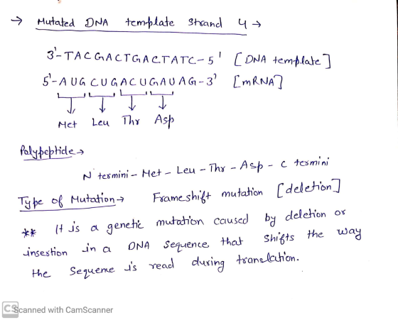 . Mutated DNA template strand u 3-TAC GACTGACTATC-5 [DNA template] 5-A UG CUGACUGAUAG-3? [mRNA? Met Leu The Asp Polypeptides