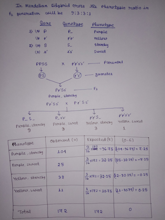 ratio in In endelian Dihybrid cross the phenotypic fa generation will be 9:3:3:1 Sene Genotype Phenotype » ( ap Purple Pp Y