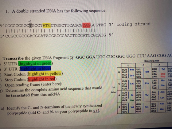 1. A double stranded DNA has the following sequence: +1 5 GGCGGCGGCTGCCTATGCTGGCTTCAGCGTAGGCGTAC 3 coding strand TIIIIIIIII