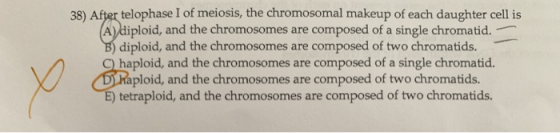 38) After telophase I of meiosis, the chromosomal makeup of each daughter cell is A) diploid, and the chromosomes are compose