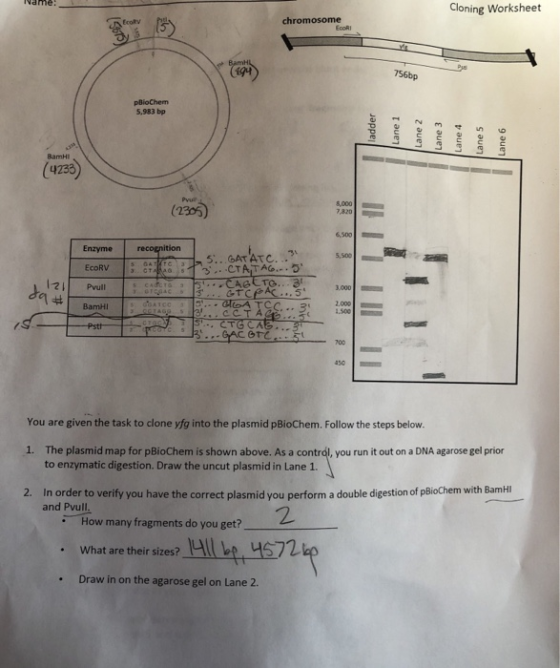 Name: Cloning Worksheet chromosome qut 756bp pBiochem 5.983 bp ladder Lane 1 Lane 2 Lane 3 Lane 4 Lane 5 Lane 6 BamHI (4233)