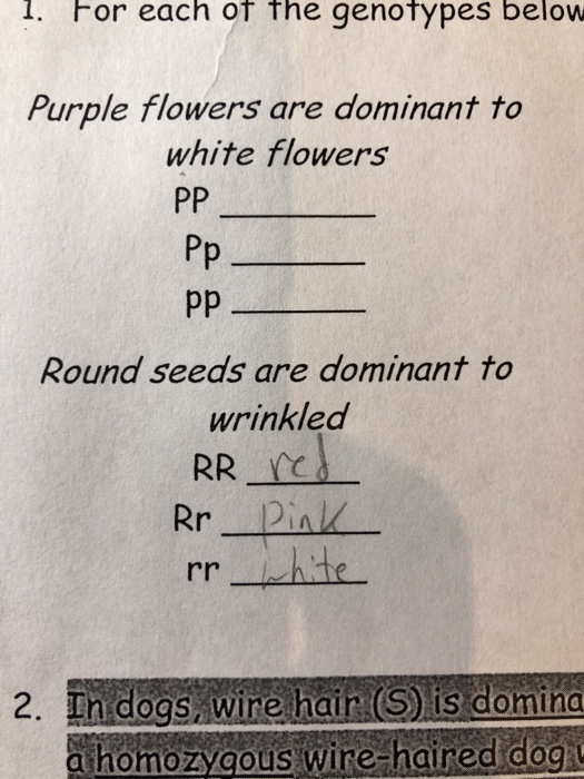 I. For each of fthe genofypes below Purple flowers are dominant to white flowers Pp Round seeds are dominant to wrinklea Rr P