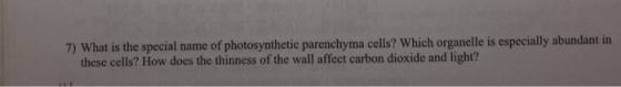 7) What is the special name of photosynthetic parenchyma cells? Which organelle is especially abundant in these cells? How do