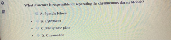 What structure is responsible for separating the chromosomes during Meiosis? A. Spindle Fibers B. Cytoplasm C. Metaphase plat