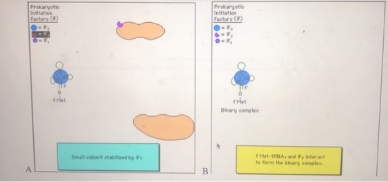 Prokaryotic Initiation Factors ( Prokaryotio Initiation Factors ( Met Binary complex Small subunit stabilized by IF f Met-RNA