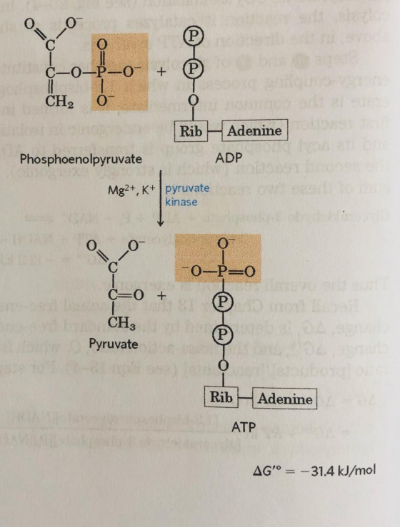 00 C-0-P-0- + P CH 0 Rib Adenine Phosphoenolpyruvate ADP Mg2+, K+ pyruvate kinase -0–P=0 C=0 + CH3 Pyruvate Rib Adenine ATP A