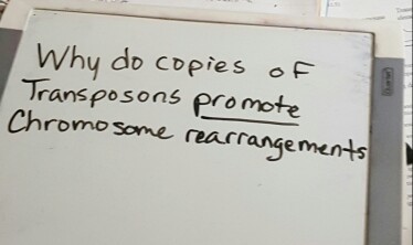 Why do copies of Tfansposons promote Chromosome re