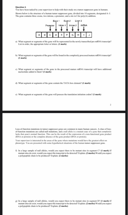 Question 4 You have been asked by your supervisor to help with their study on a tumor suppressorgen in humans Shown below is