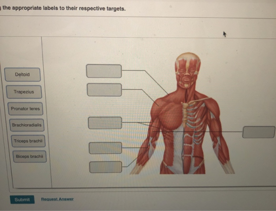 the appropriate labels to their respective targets. Deltoid Trapezius Pronator teres Brachioradialis Triceps brachii Biceps b
