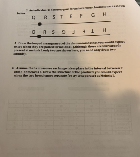 2. An individual is heterozygous for an inversion chromosome as shown below: Q R S T E F G H Q R S 9 3 1 H A. Draw the looped