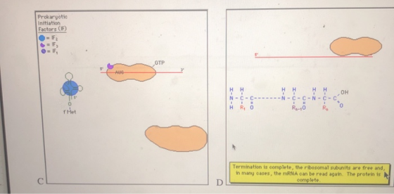 Prokaryotic Initiation Factors (F) Ķ Ķ OH - C-C-N-C - HR Termination is complete the ribosomal subunits are free and in many