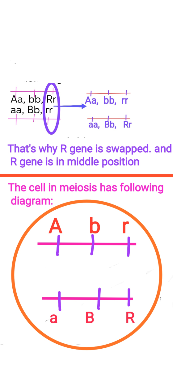 + + + Aa, bb, ri. aa, Bb, Irri aa, Bb, Řr Thats why R gene is swapped. and R gene is in middle position The cell in meiosis