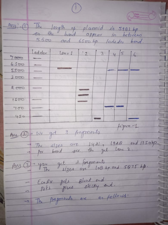 Ary - The length of plamid to the band appear 5500 and 6500 hp ladder lined 1.2 13 is 5983 bp in between lade der band. 14 15