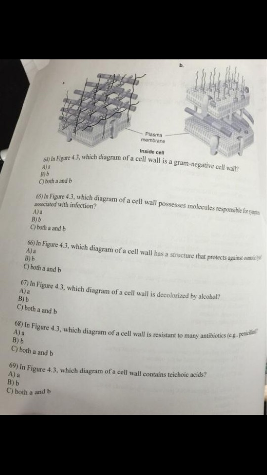 Plasma membrane Inside cell 41. which diagram of a cell wall is a gram-negative cell wall? of) In Figure 4.3, which diagra Aa