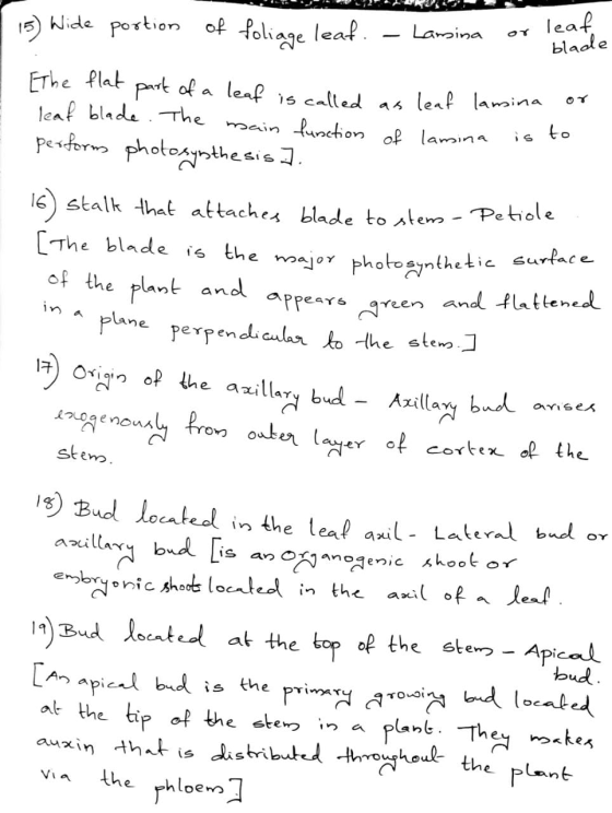 15) Wide portion of foliage leaf Lamina leaf or blade [The flat leaf lamina is to part of a leaf is called leaf blade. The ma