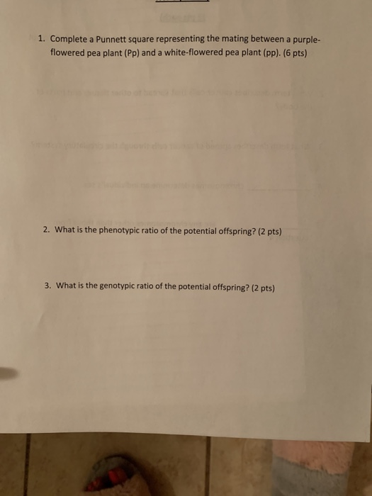 1. Complete a Punnett square representing the mating between a purple- flowered pea plant (Pp) and a white-flowered pea plant