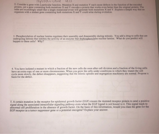 2. Consider a gene with a particular function. Mutation X and mutation Y cach cause defects in the function of the encoded protein, yet a gene containing both mutations X and Y encodes a protein that works even better than the original protein. The odds are exceedingly small that a single mutational event will generate both mutations X and Y. Explain a simple way that an organism with a mutant gene containing both mutations X and Y could arise during evolution. 3. Phosphorylation of nuclear lamins regulates their assembly and disassembly during mitosis. You add a drug to cells that are undergoing mitosis that inhibits the activity of an enzyme that dephosphorylates nuclear lamins. What do you predict will happen to these cells? Why? 4. You have isolated a mutant in which a fraction of the new cells die soon after cell division and a fraction of the living cells have an extra copy of one or more chromosomes. When you grow the cells under conditions in which they transit the cell cycle more slowly, the defect disappears, suggesting that the mitotic spindle and segregation machinery are normal. Propose a basis for the defect. 5. A certain mutation in the receptor for epidermal growth factor (EGFD causes the mutated receptor protein to send a positive signal along the associated intracellular signaling pathway even when the EGF ligand is not bound to it. This signal leads to abnormal cell proliferation in the absence of growth factor. On the basis of this information, would you class the gene for the EGF receptor as a tumor suppressor gene or a potential oncogene? Explain your answer.