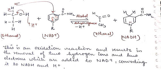 Hea ci Toth 년 매 HH ů -c-NA t SSE エーローやー - H-c-H 1 ] Oluase 9HT - NR, .. H2 Alcohol -c=0 q + dehydrogenase CH3 Cethanal) CH3 -