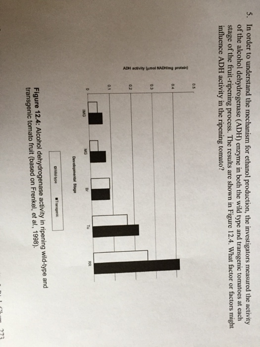 5. In order to understand the mechanism for ethanol production, the investigators measured the activity of the alcohol dehydrogenase (ADH) enzyme in both the wild type and transgenic tomatoes at each stage of the fruit-ripening process. The results are shown in Figure 12.4. What factor or factors might influence ADH activity in the ripening tomato? 0.5 0.4 0.3 0.2 Developmental Stage Figure 12.4: Alcohol dehydrogenase activity in ripening wild-type and transgenic tomato fruit (based on Frenkel, et al., 1998).
