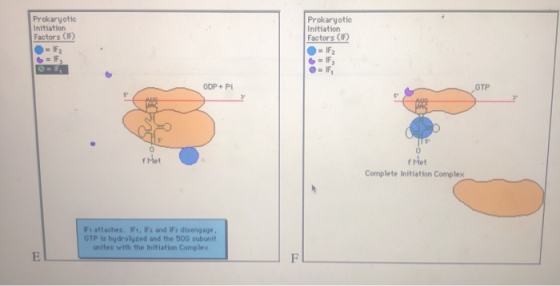 Prokaryotic Initiation Factors (IF Prokaryotic Initiation Factors (IF) = F2 IF = F GOP+ Pi Met Complete Initiation Complex Fa