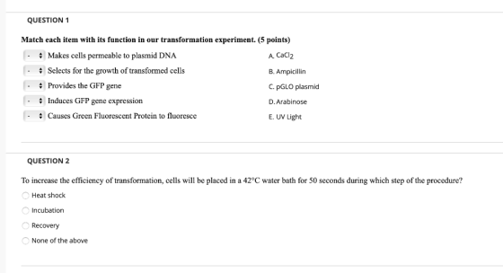 QUESTION 1 Match each item with its function in our transformation experiment. (5 points) - Makes cells permeable to plasmid